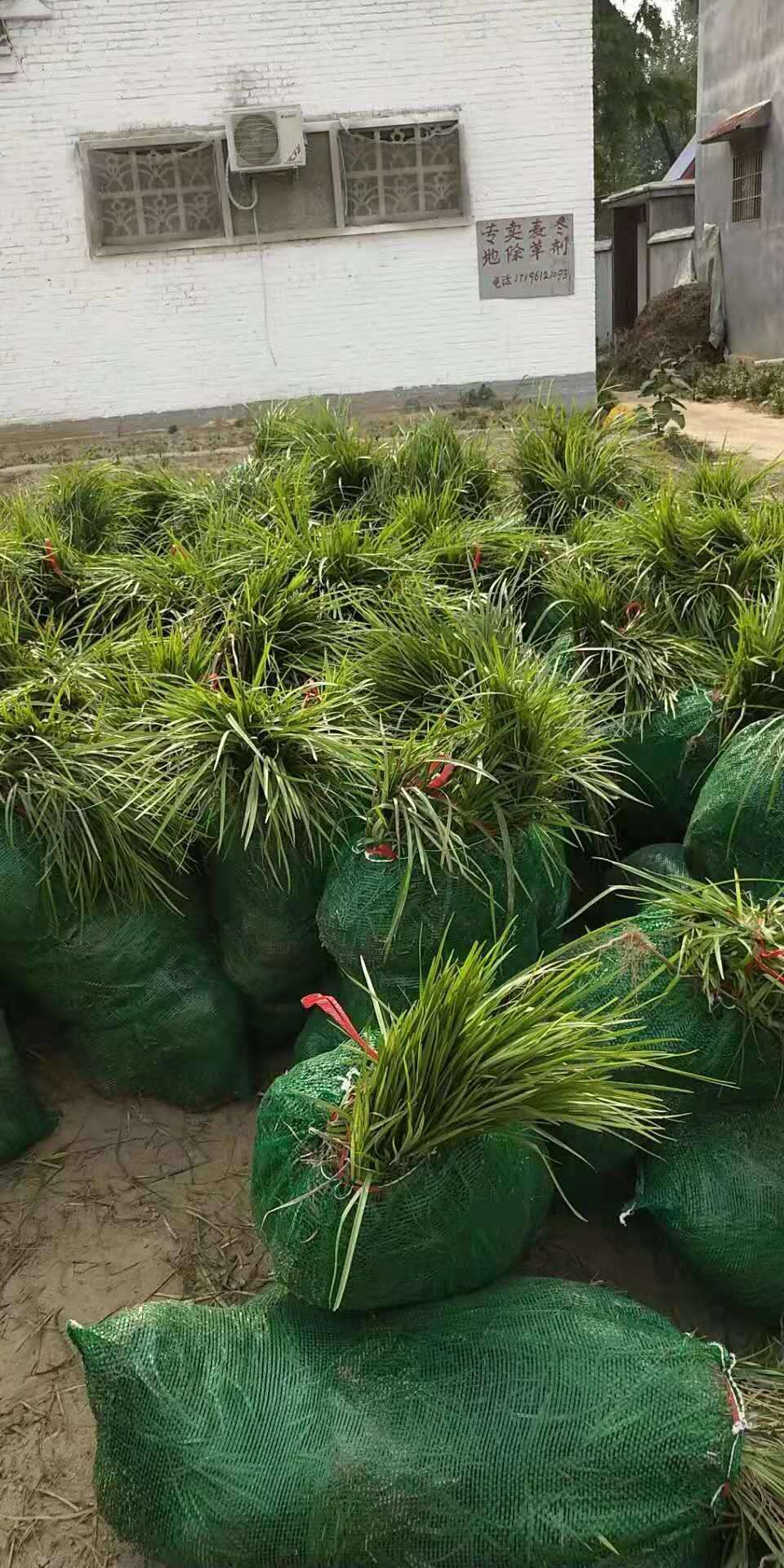 山東中葉麥冬草廠家
