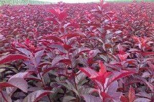 泰安市紅葉李苗批發(fā)基地-直銷-大量出售