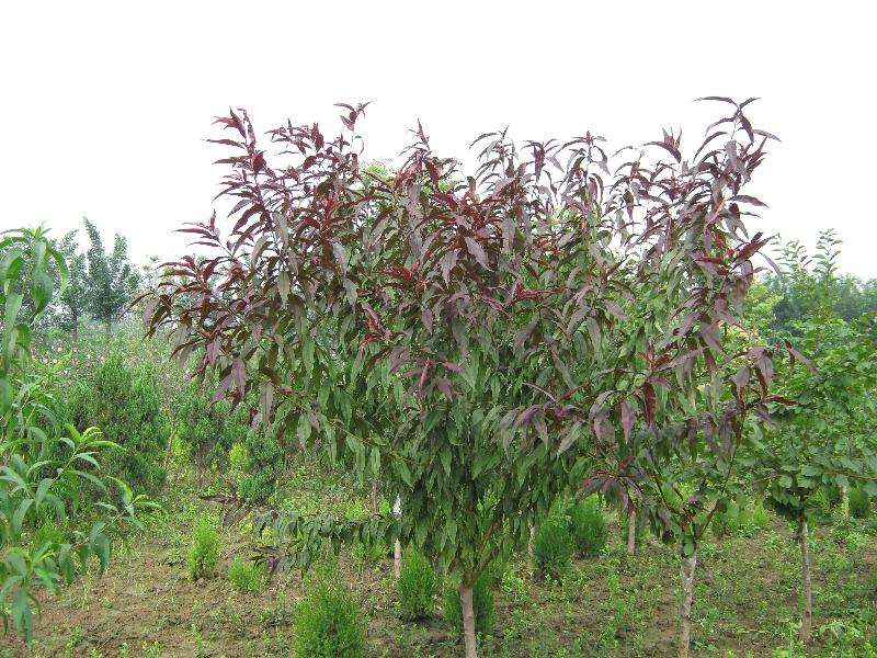 泰安市長(zhǎng)期出售紅葉碧桃樹/基地/價(jià)格/批發(fā)
