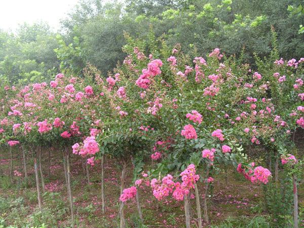 泰安市百日紅獨桿苗批發(fā)基地-直銷-大量出售