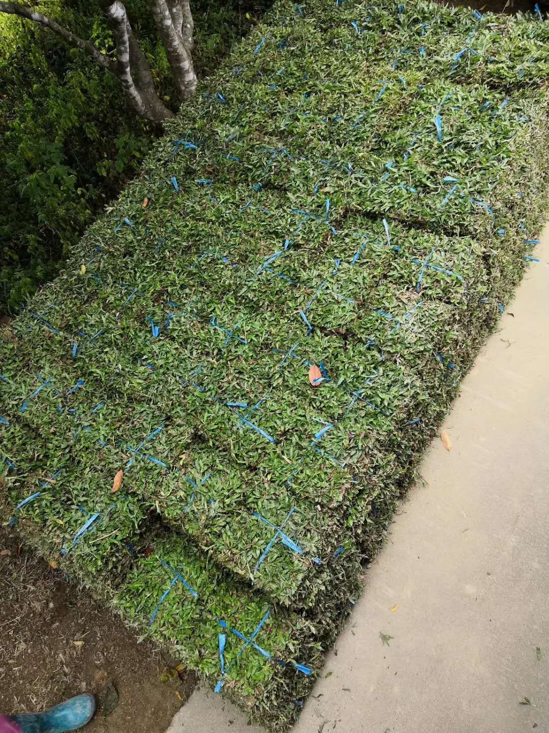 大葉油草種植-種植批發(fā)-大葉油草價(jià)格