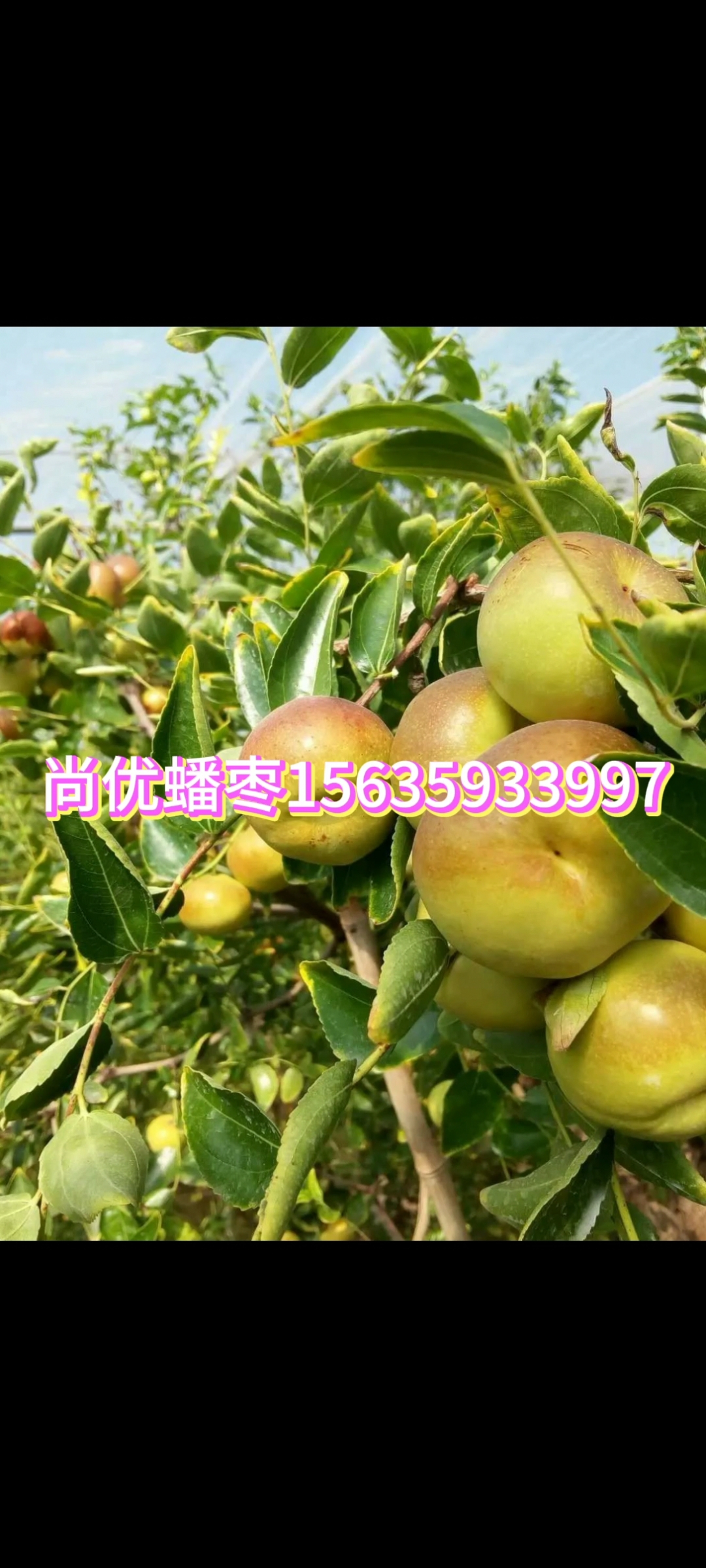 批發(fā)蟠棗苗 山東棗樹(shù)苗多少錢一棵  蟠棗樹(shù)苗基地直銷包郵嗎 嫁接果樹(shù)苗 苗圃苗 嫁接