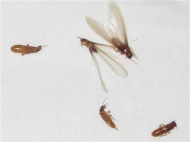南昌白蟻防治中心機(jī)構(gòu),南昌防治白蟻,白蟻藥  南昌白蟻防治中心，南昌白蟻防治