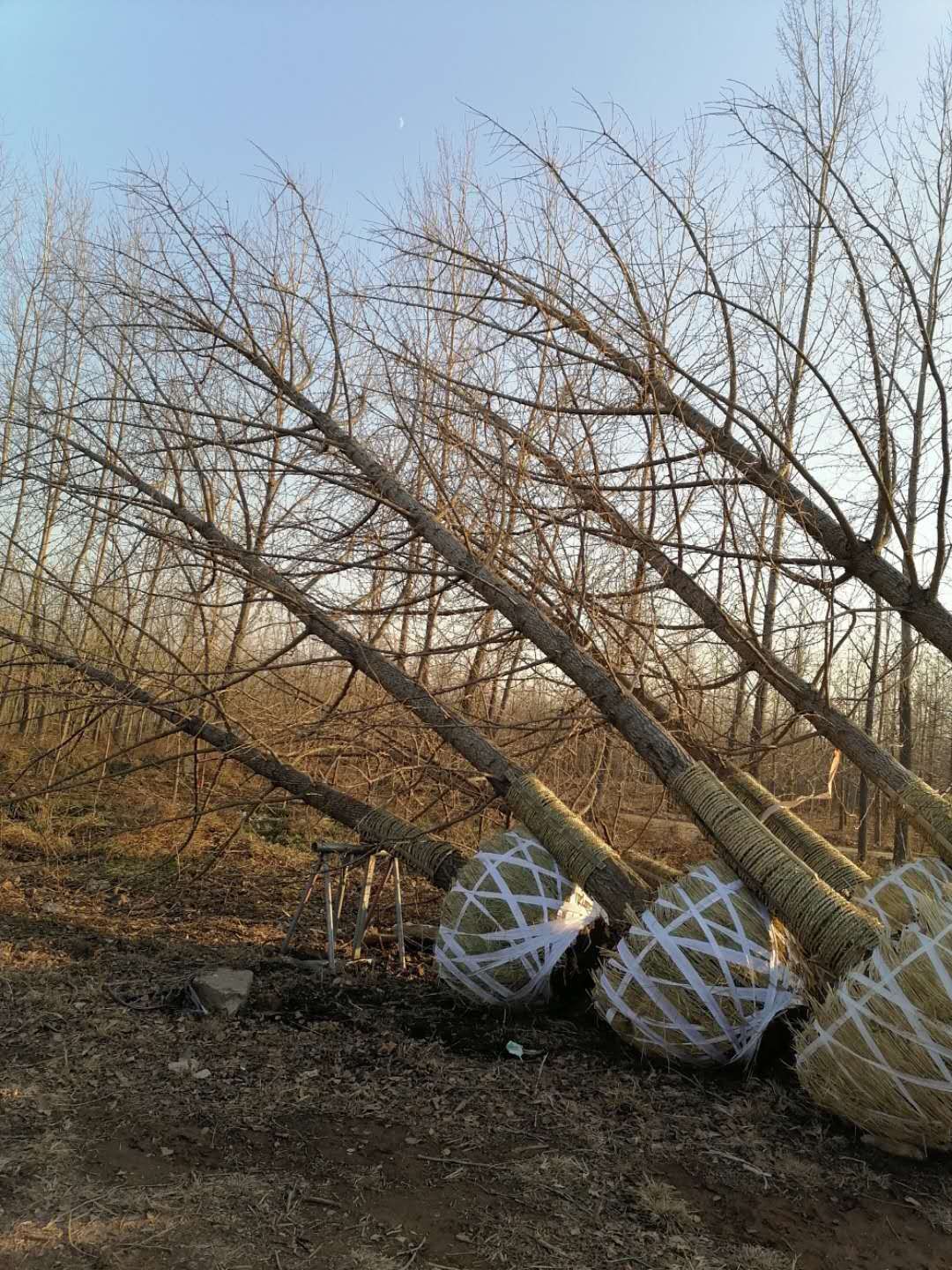 山東風(fēng)景區(qū)造景樹*銀杏樹基地|山東臨沂銀杏樹批發(fā)|銀杏樹價(jià)格【福耀銀杏苗木園林】