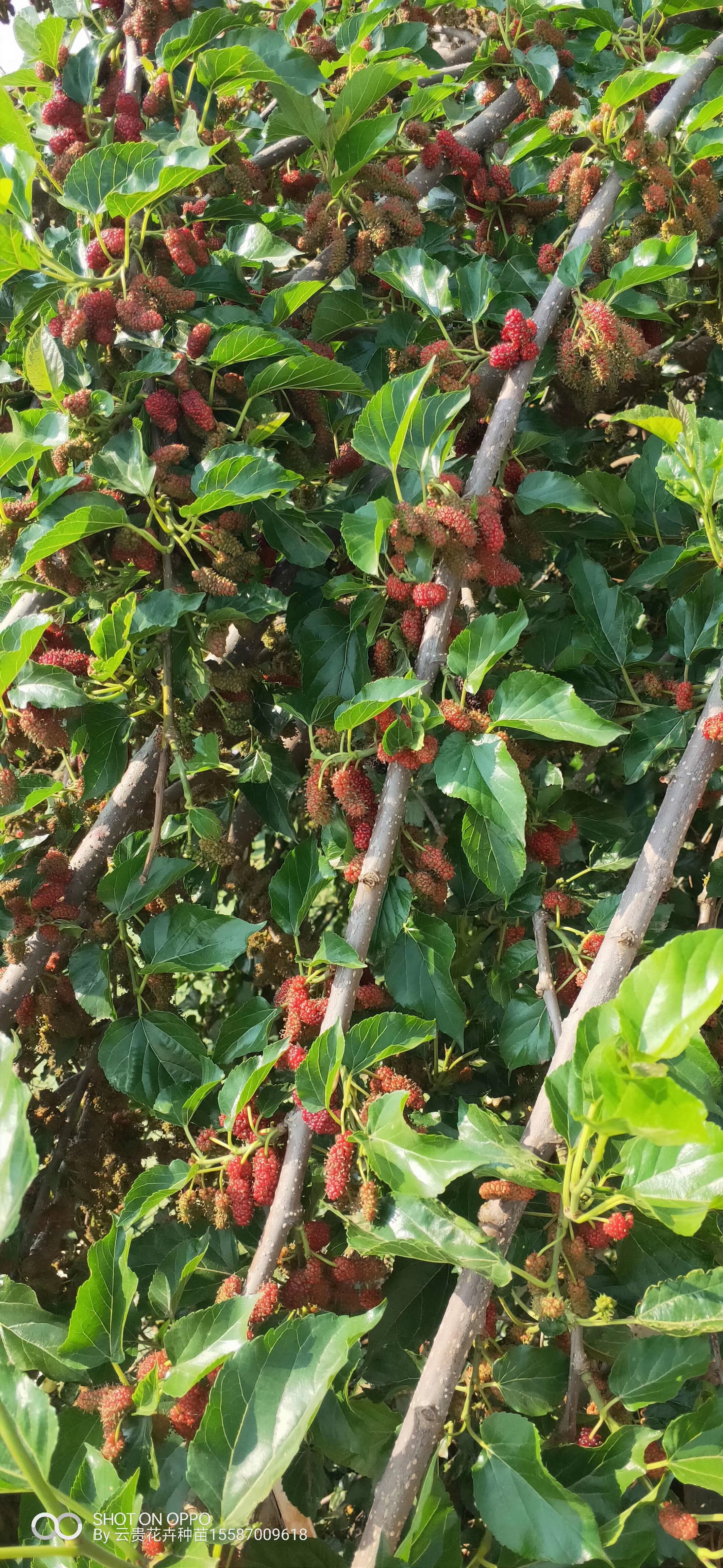 供應(yīng)蠶桑小苗價格、批發(fā)、種植基地