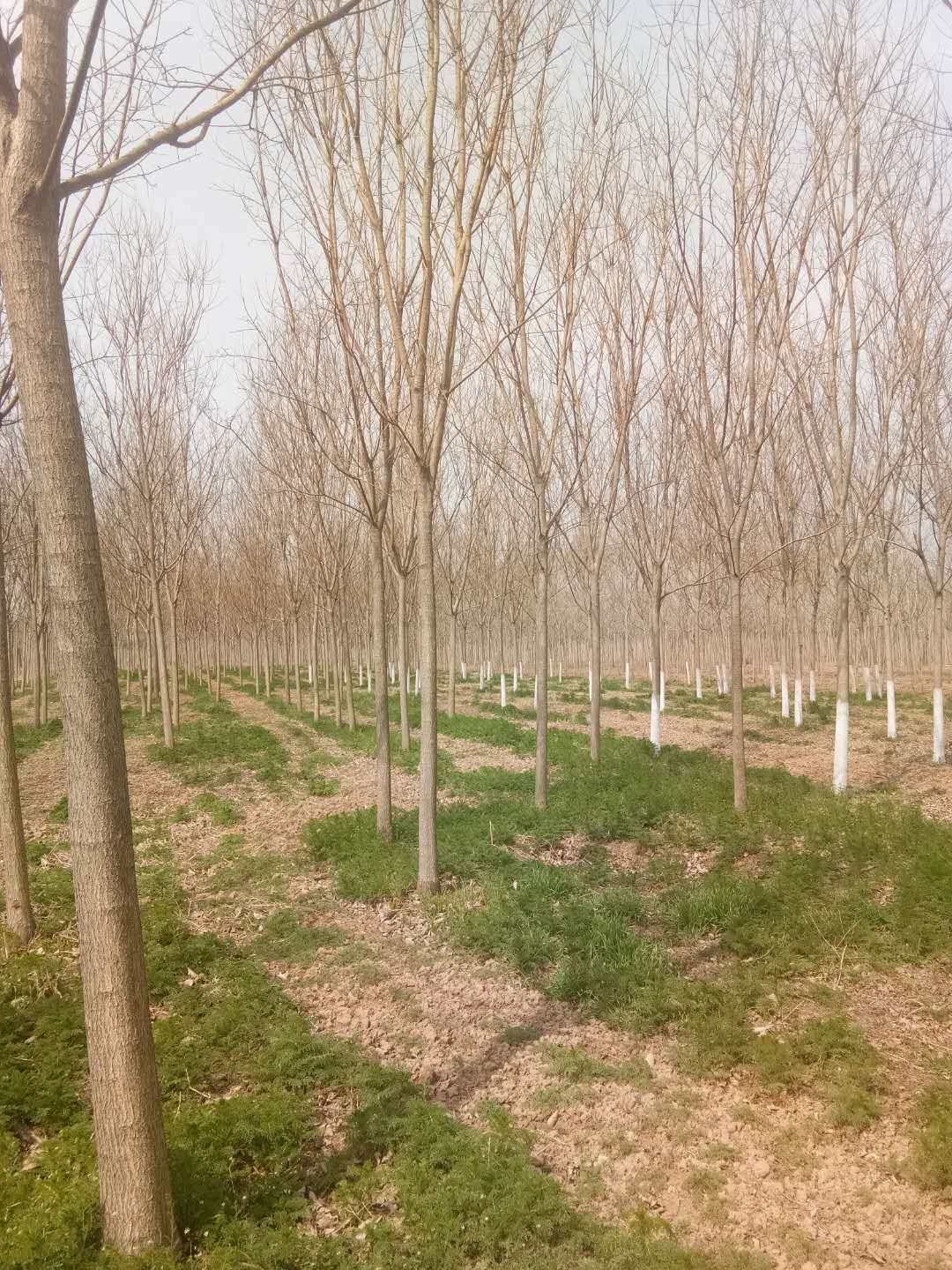 山東10公分國槐價格-種植基地-批發(fā)商【山東省濱州金隆綠化公司】