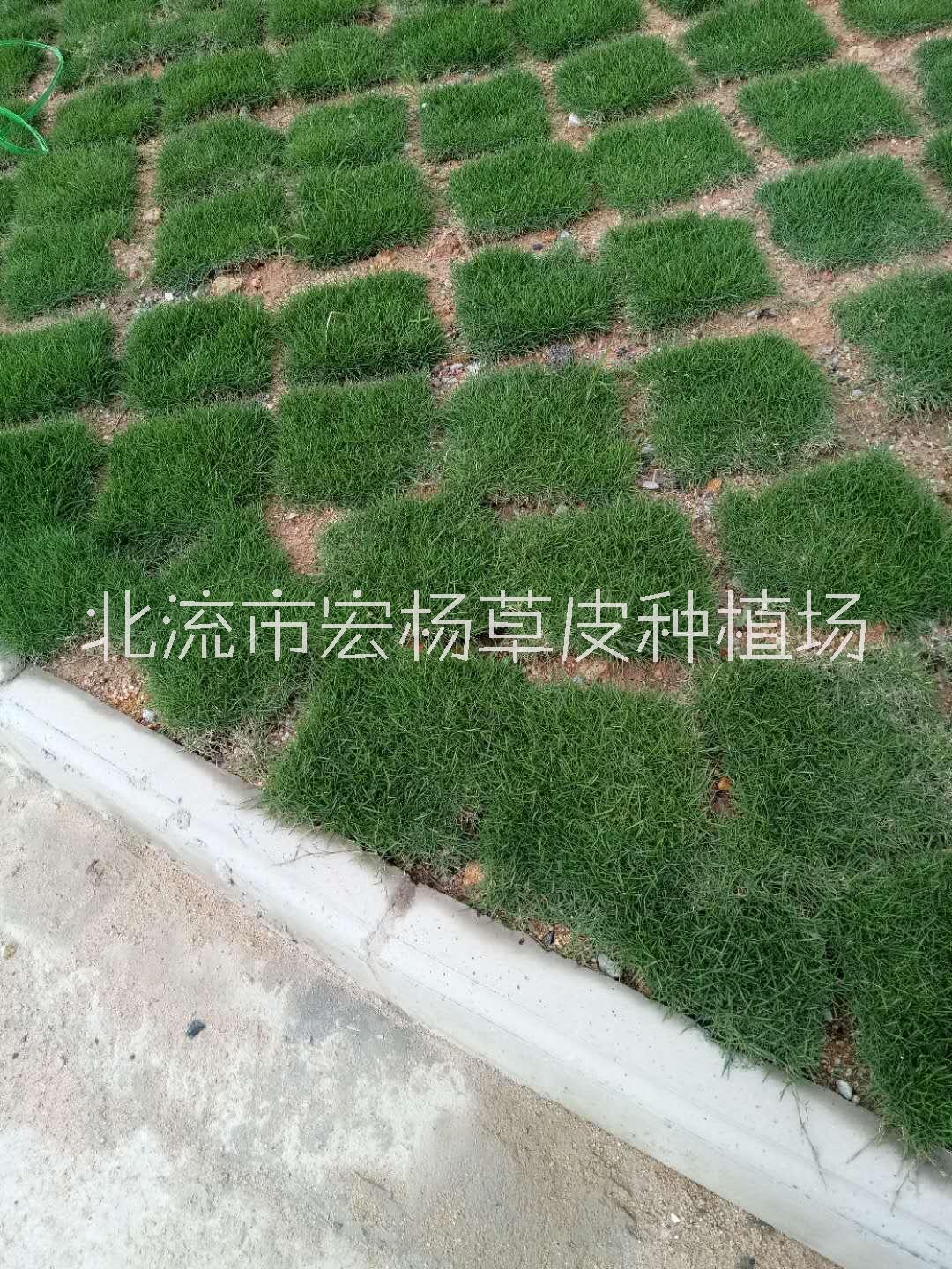 靚仔草 廣西臺灣草基地 草皮生產基地 哪里的臺灣草好