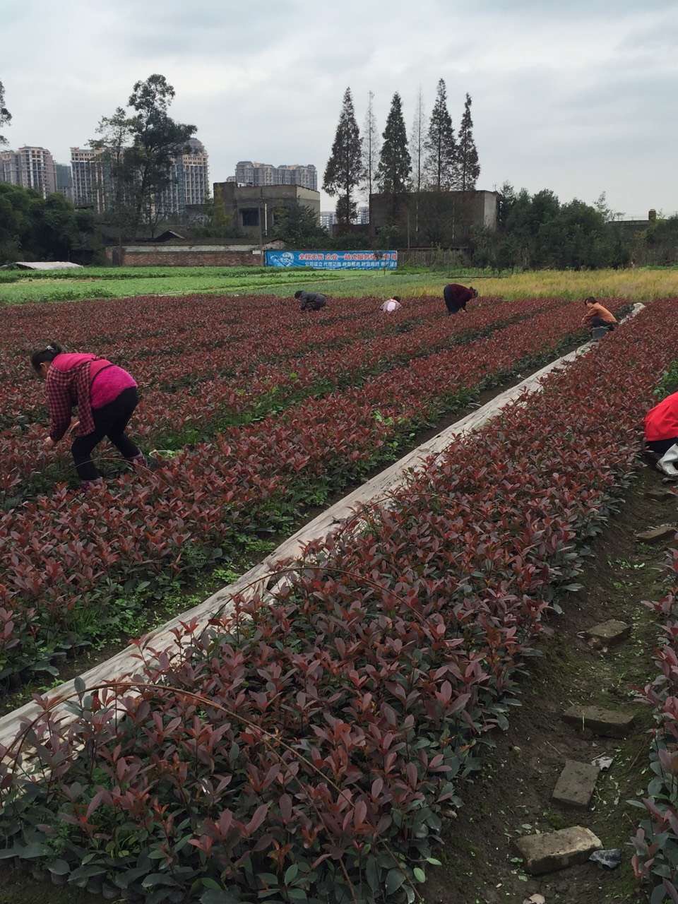四川紅葉石楠價格、種植基地、批發(fā)電話【溫江區(qū)政興園藝場】