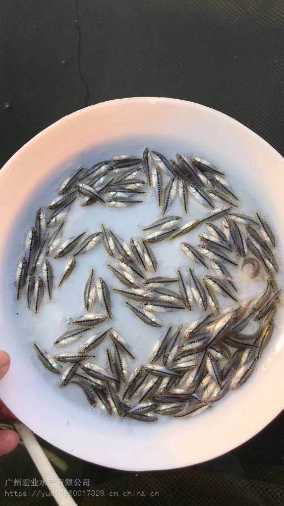 加州鱸魚苗供應(yīng)商  加州鱸魚苗生產(chǎn)廠家 廣東加州鱸魚苗