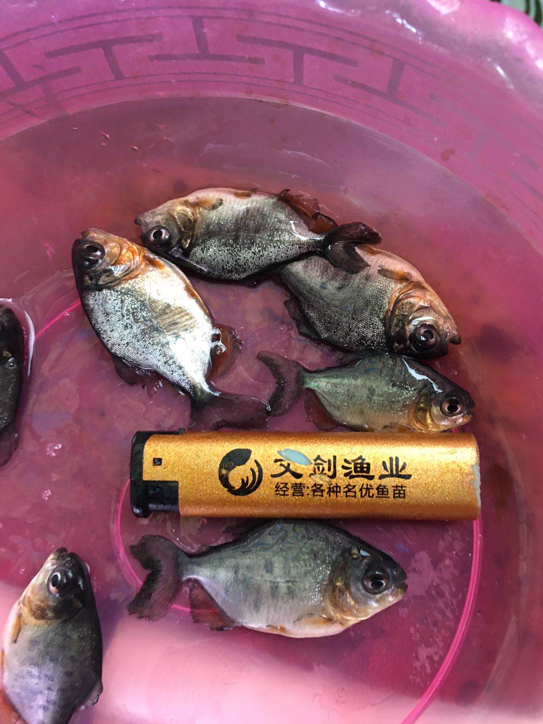 淡水白鯧生產(chǎn)廠家  淡水白鯧哪家好 廣東淡水白鯧