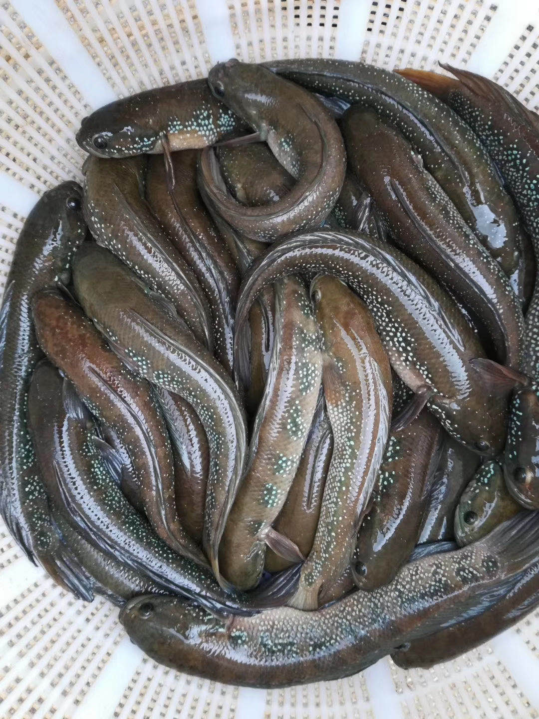 七星魚苗哪家好 七星魚苗廠家直銷  廣東七星魚苗