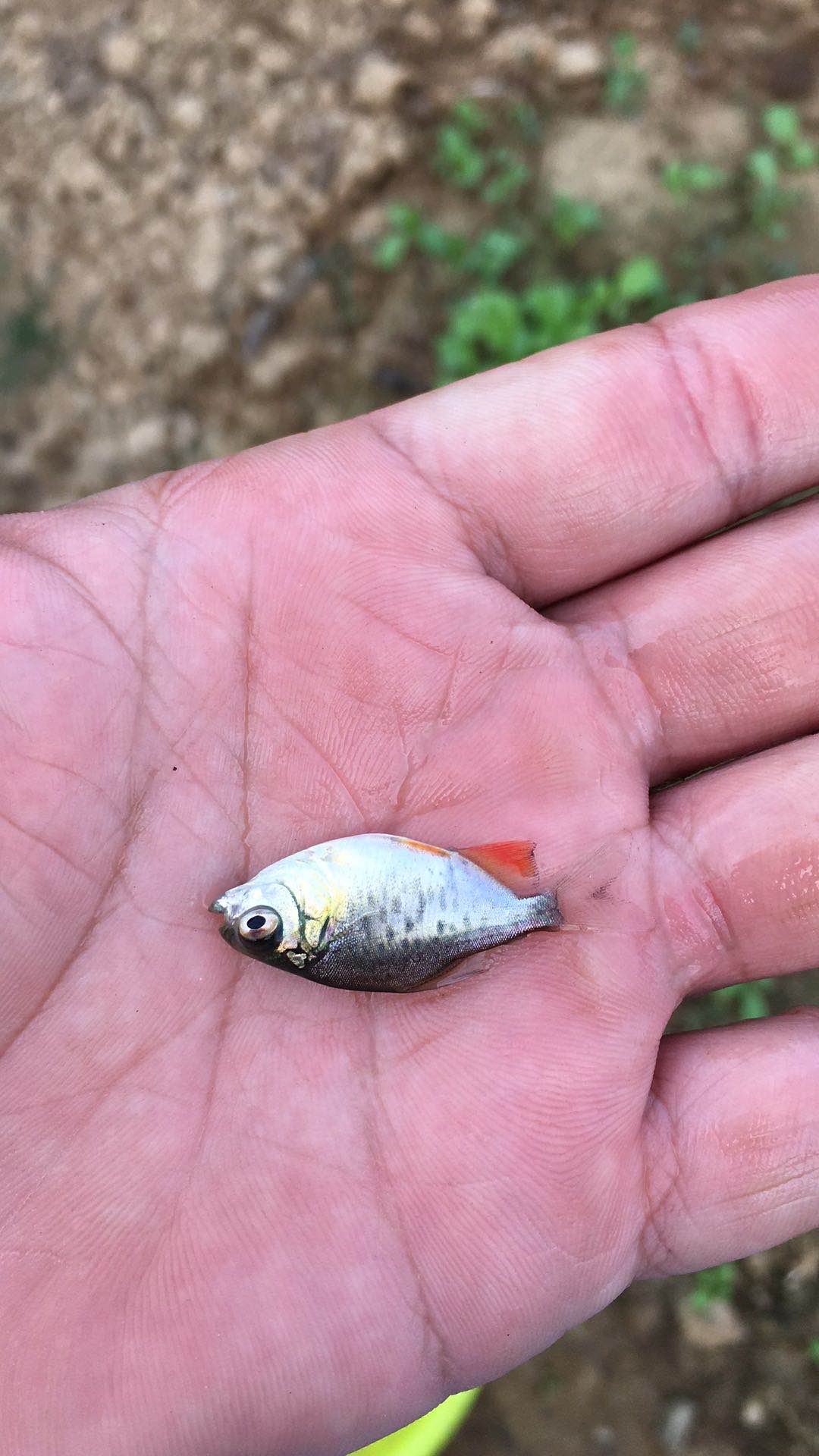 淡水白鯧生產(chǎn)廠家  淡水白鯧哪家好 廣東淡水白鯧