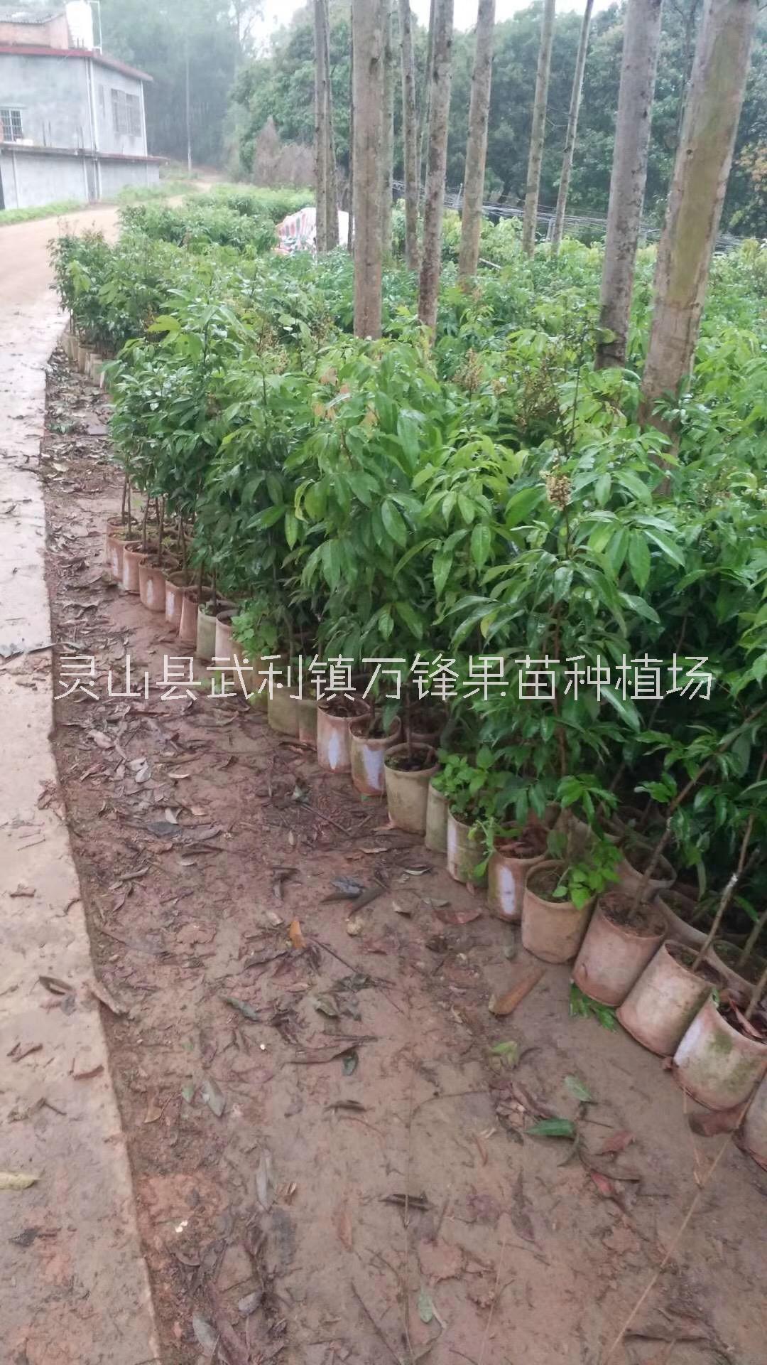廣西桂味荔枝苗種植基地、價(jià)格、批發(fā)、報(bào)價(jià)【靈山縣武利鎮(zhèn)萬(wàn)鋒果苗種植場(chǎng)】