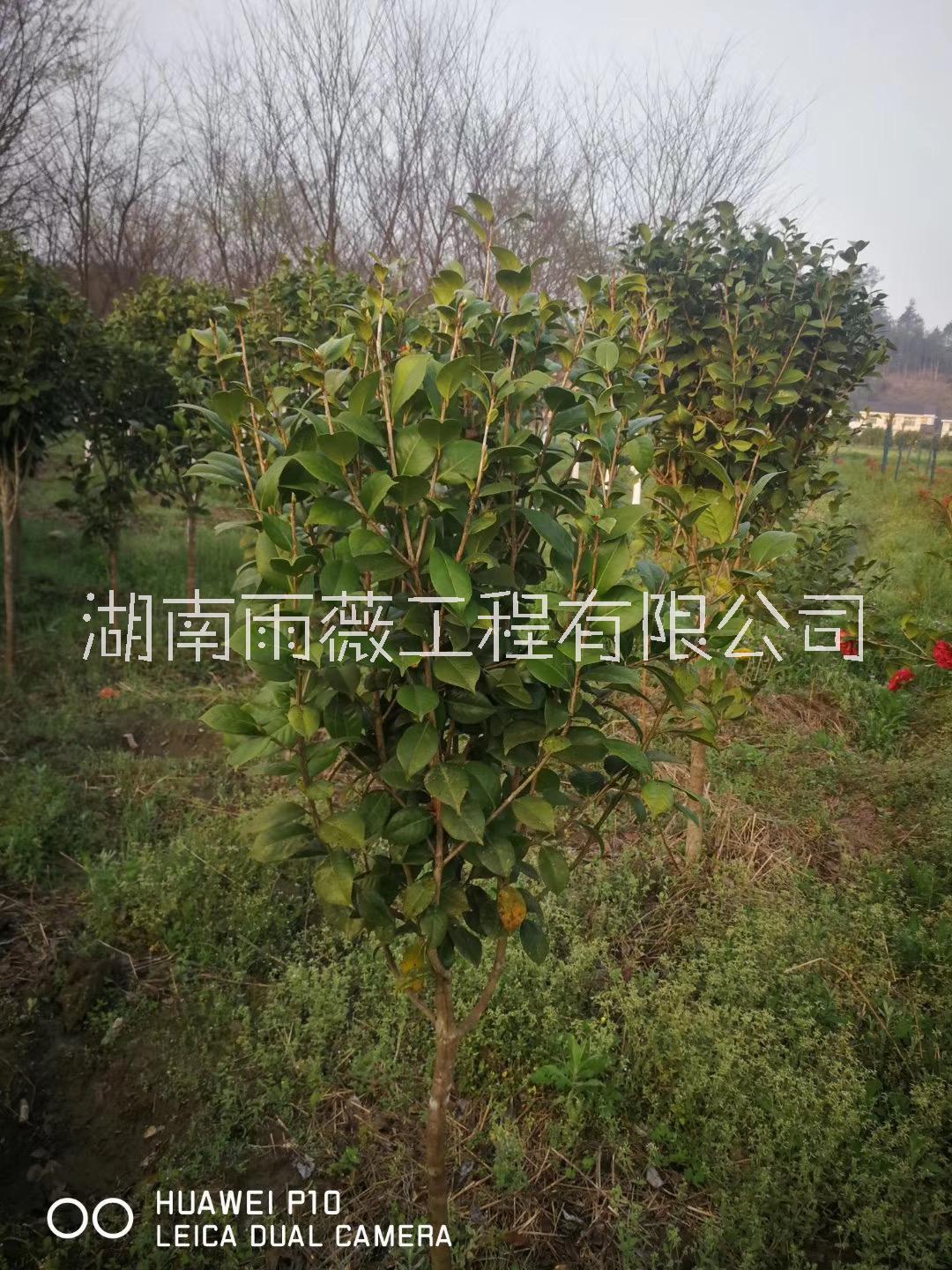 湖南5公分茶花樹基地直銷、產地批發(fā)、報價【湖南雨薇工程有限公司】