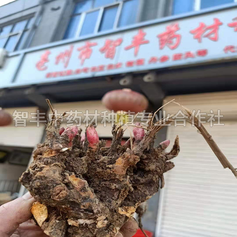 天津芍藥芽的種植時(shí)間、芍藥苗的種植時(shí)間【智豐中藥材種植專(zhuān)業(yè)合作社】