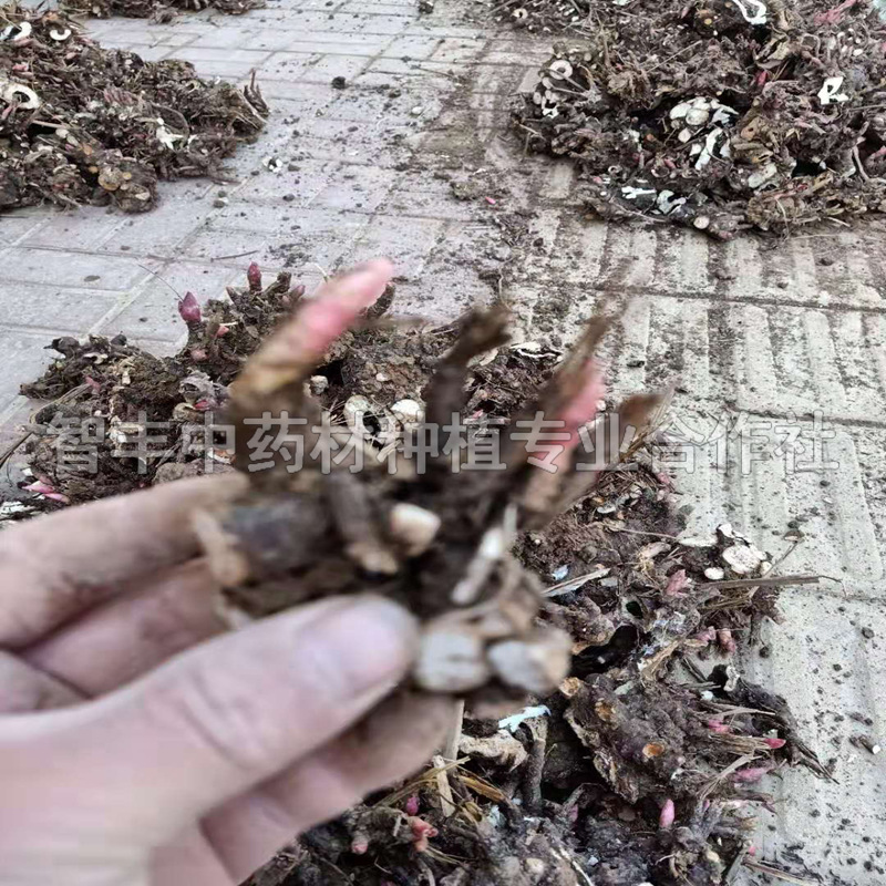 平頂山芍藥種子哪家便宜 抗寒 智豐中藥材種植 芍藥畝產(chǎn)是多少