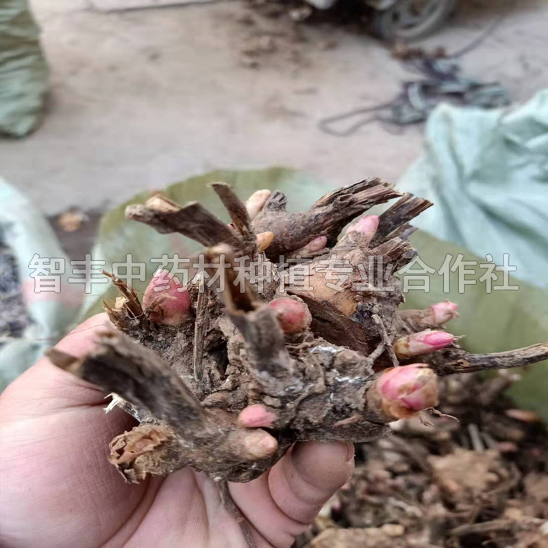 安徽白芍苗的生長(zhǎng)時(shí)間、白芍種子育苗時(shí)間【智豐中藥材種植專業(yè)合作社】