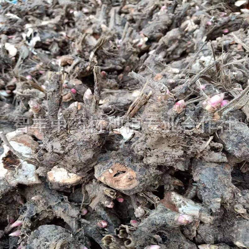 葫蘆島白芍兩年苗多少錢棵、白芍苗價格【智豐中藥材種植專業(yè)合作社】