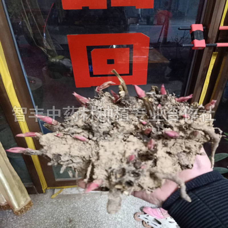 峨嵋芍藥的主要產(chǎn)地是哪里、芍藥芽一公斤多少棵【智豐中藥材種植專(zhuān)業(yè)合作社】