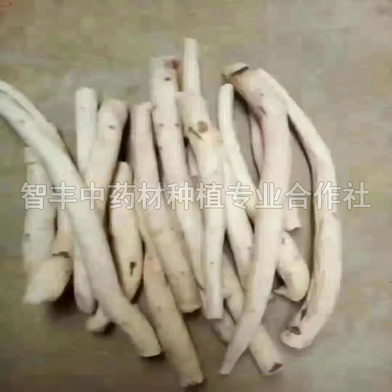 洛陽(yáng)白芍芽的新價(jià)格、白芍的適應(yīng)地區(qū)【智豐中藥材種植專(zhuān)業(yè)合作社】