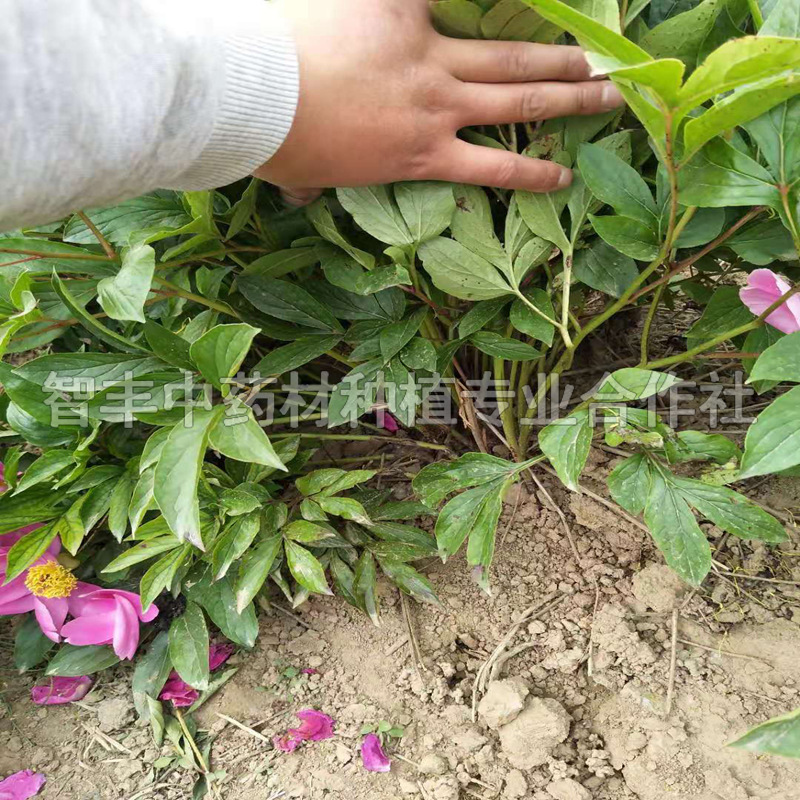 荊門芍藥苗的生長時間、芍藥芽的新價格【智豐中藥材種植專業(yè)合作社】