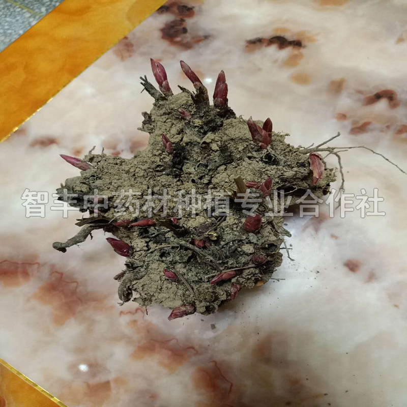 聊城白芍苗一公斤多少棵、白芍苗的種植深度【智豐中藥材種植專業(yè)合作社】