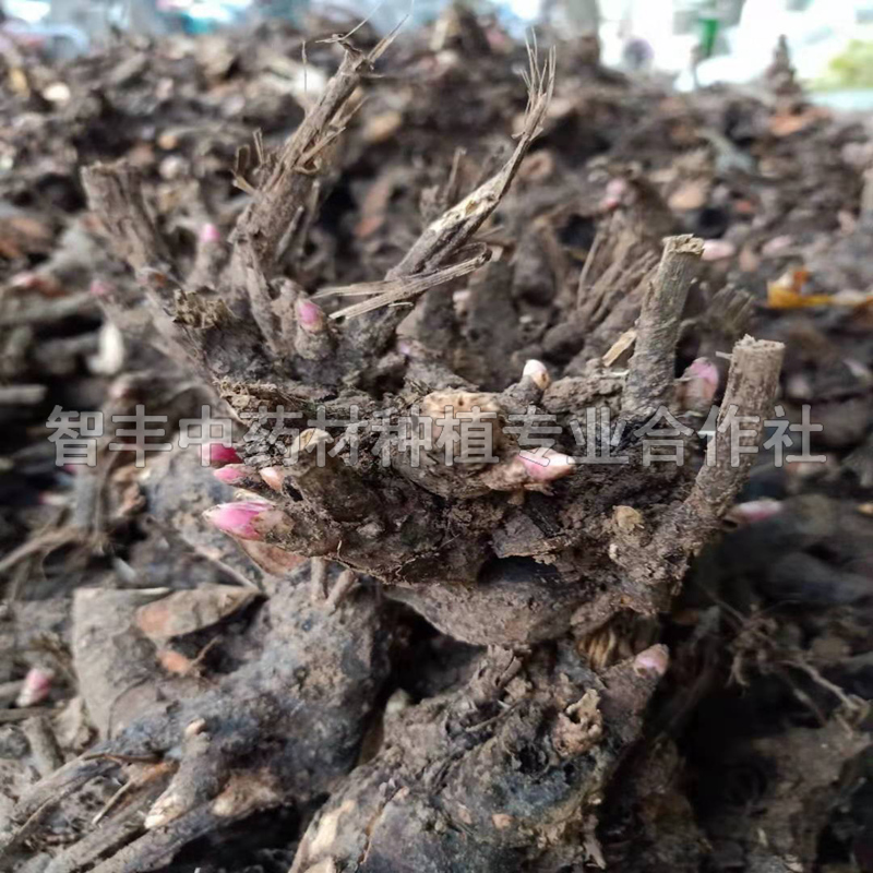 陜西芍藥苗的適應(yīng)地區(qū)、芍藥的收獲時(shí)間【智豐中藥材種植專(zhuān)業(yè)合作社】