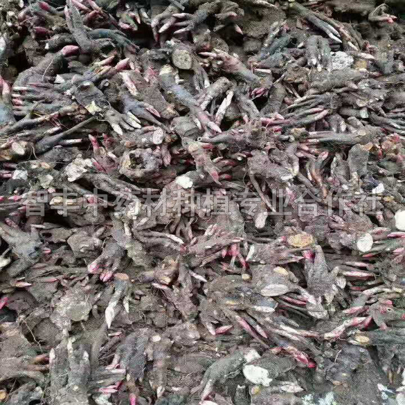 吉林白芍芽畝種植多少棵、白芍哪些地區(qū)適合種植【智豐中藥材種植專業(yè)合作社】