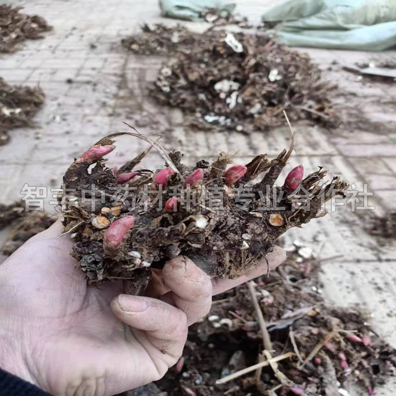 江都白芍種植能掙多少錢、白芍芽畝種植多少棵【智豐中藥材種植專業(yè)合作社】