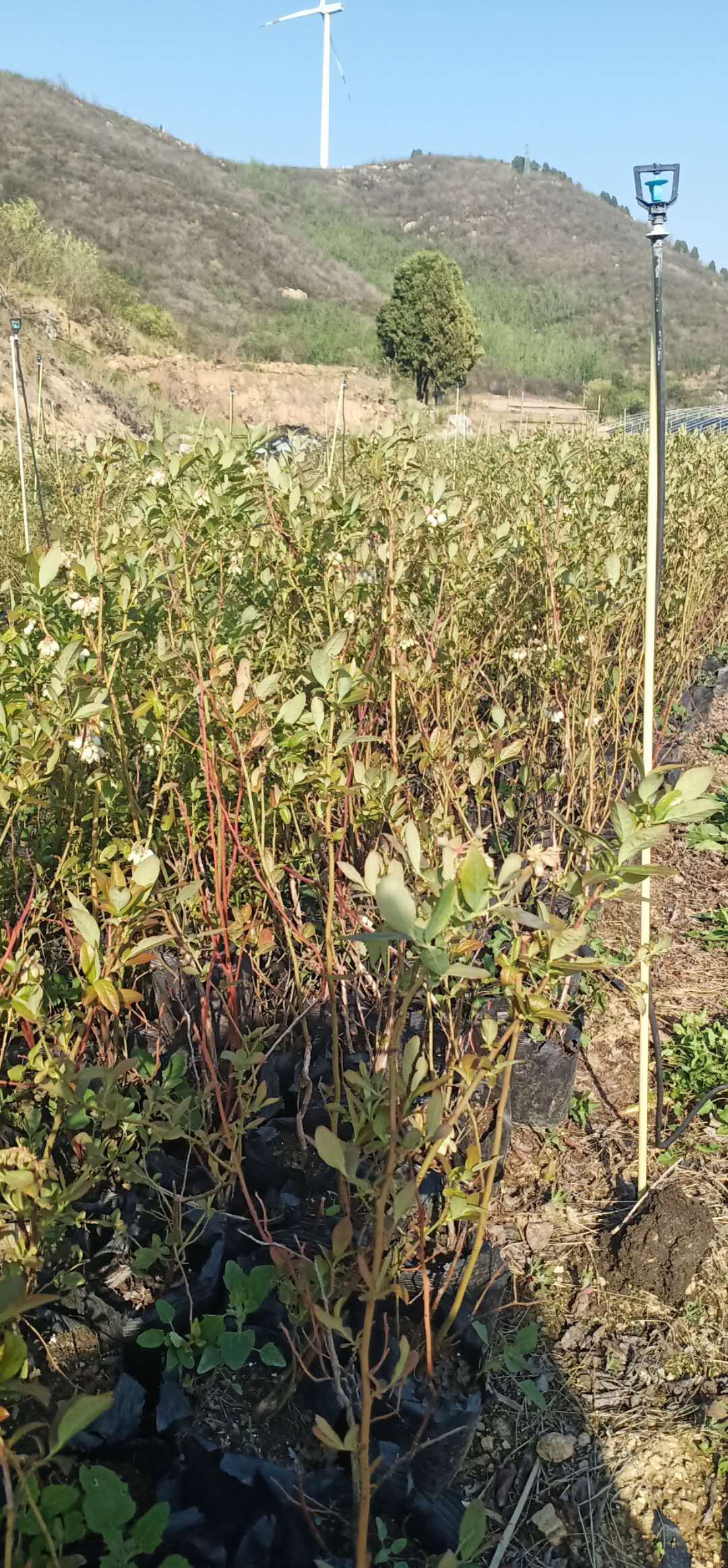 泰安藍(lán)莓苗產(chǎn)地*、價(jià)格、批發(fā)、供應(yīng)商【泰安高新區(qū)北集坡誠(chéng)萱園藝場(chǎng)】 藍(lán)莓苗生產(chǎn)基地