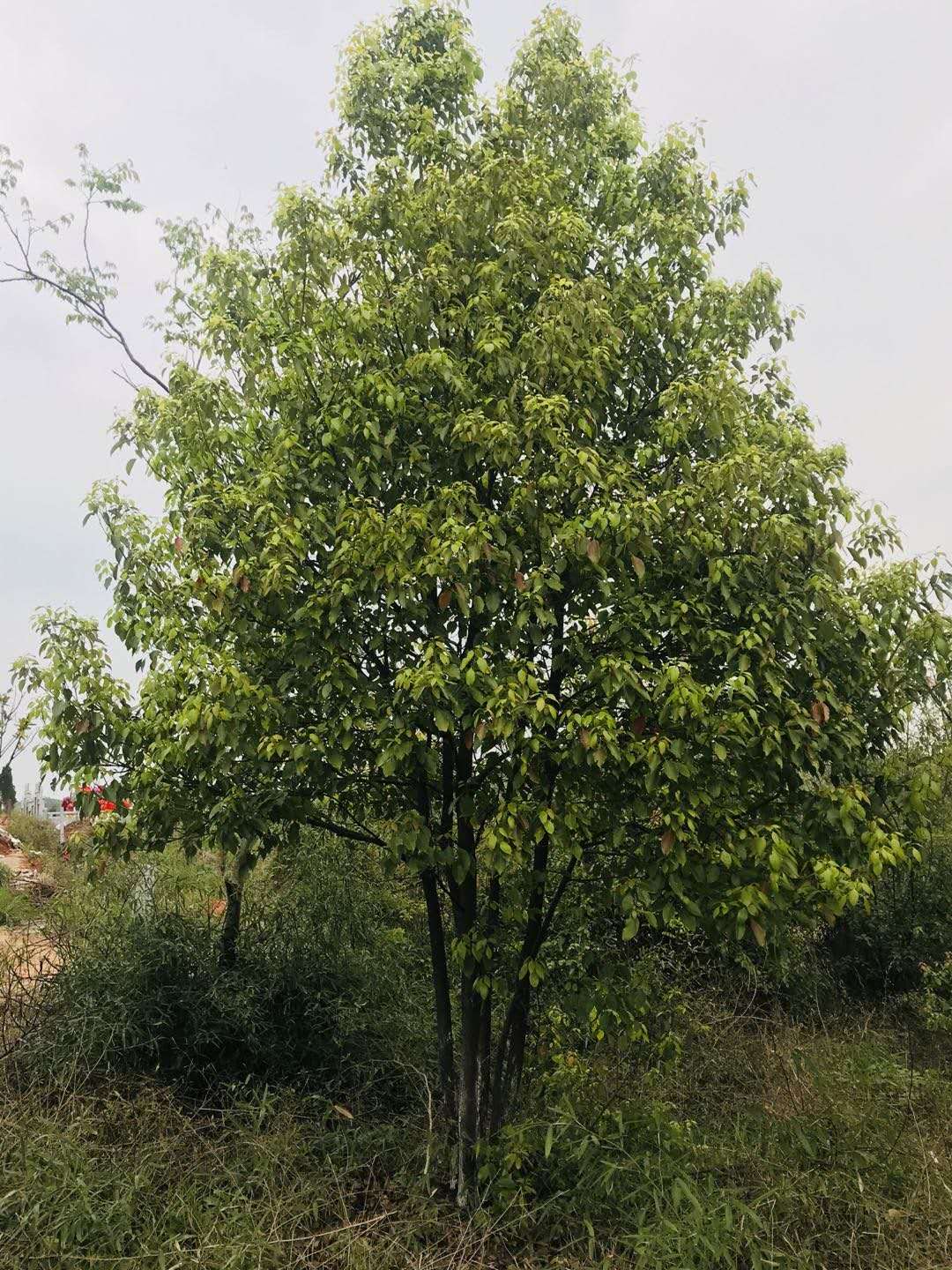 湖南香樟基地 叢生香樟價(jià)格