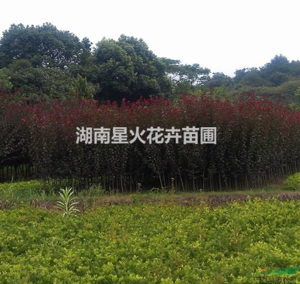 紅葉李樹苗廠家  紅葉李樹苗哪家好 湖南紅葉李樹苗
