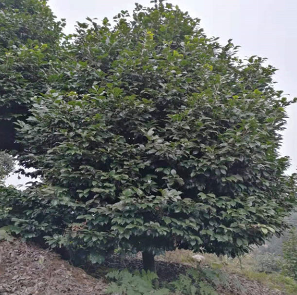 七星芙蓉價格  七星芙蓉哪家好 四川七星芙蓉