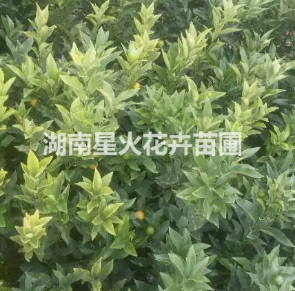 蜜柚苗價(jià)格  蜜柚苗廠家 湖南蜜柚苗
