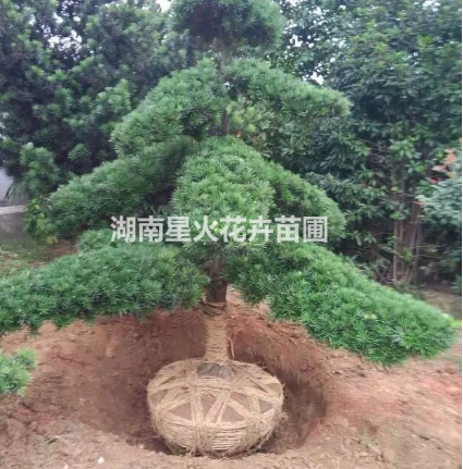 8公分羅漢松哪家好  8公分羅漢松廠家直銷(xiāo) 湖南8公分羅漢松