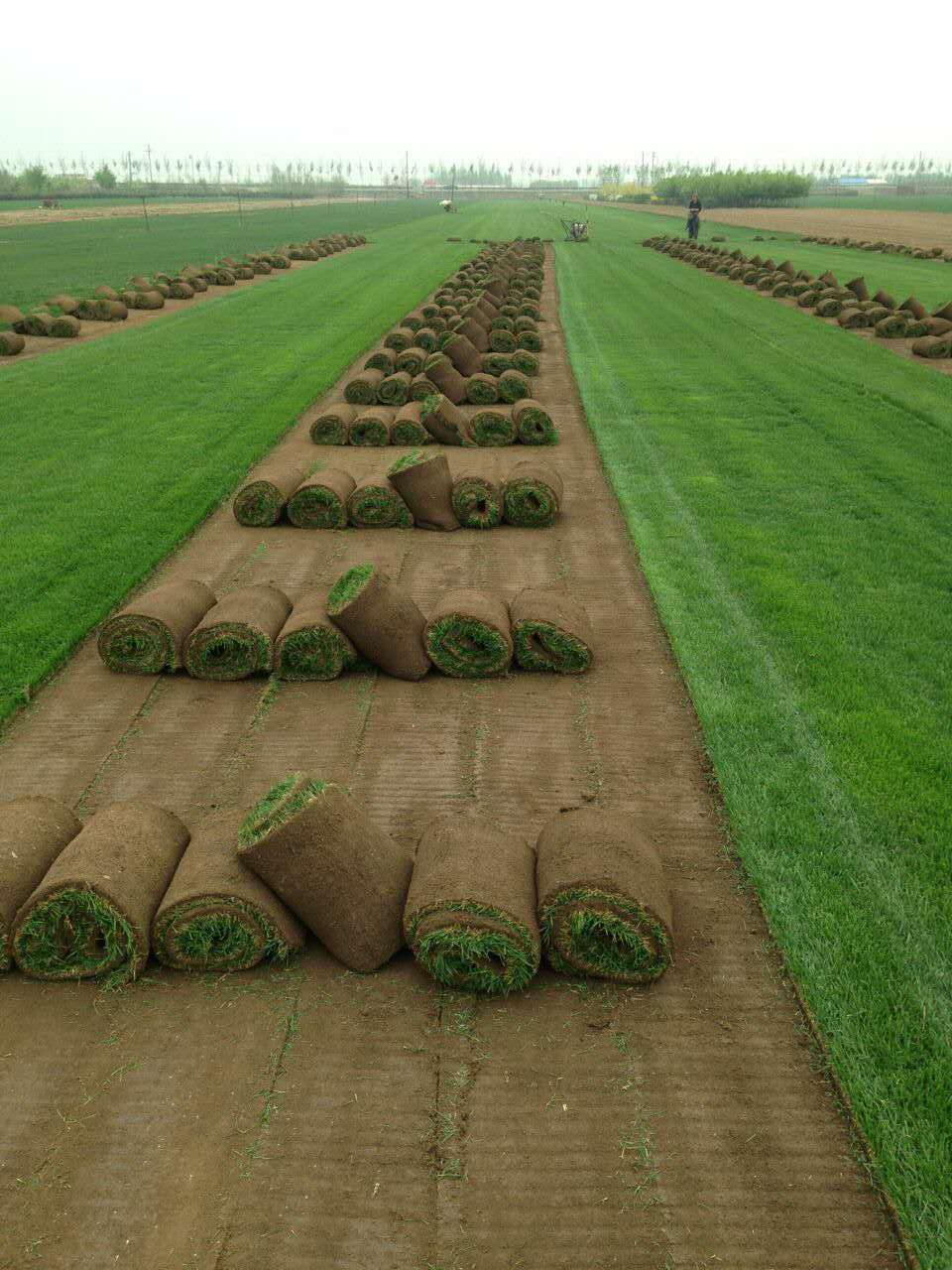 廠家直銷草坪 地毯婚禮戶外草坪 幼兒園運(yùn)動草坪定制草皮 草坪廠家直銷