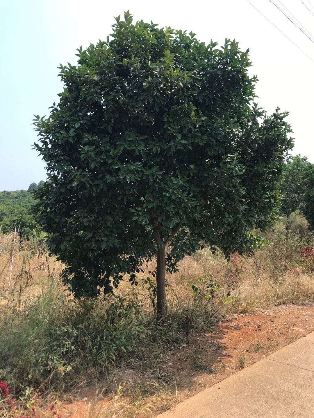 湖南香緣基地 香樟價格