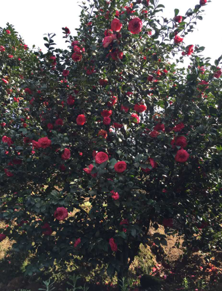 十八學(xué)士哪家好  十八學(xué)士廠家直銷 四川十八學(xué)士