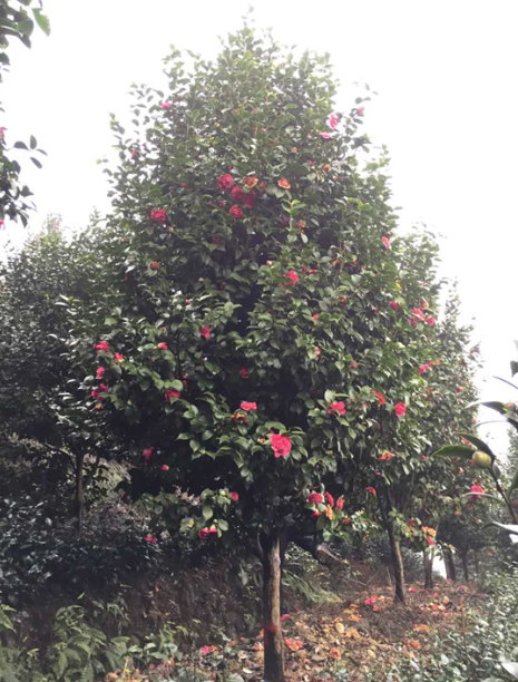 大紅牡丹花季供應(yīng) 大紅牡丹花季哪家好 四川大紅牡丹花季