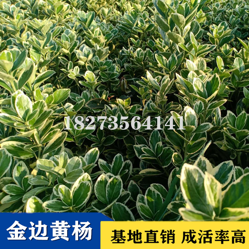 專業(yè)栽培金邊黃楊小苗種植基地，株洲哪里有金邊黃楊小苗批發(fā)出售，株洲金邊黃楊小苗供應(yīng)商/供貨商
