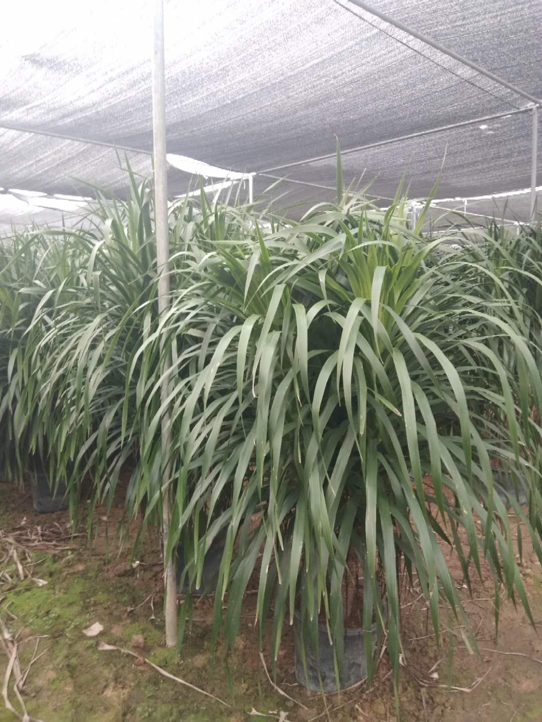 福建龍血樹(shù)供應(yīng)批發(fā)報(bào)價(jià)現(xiàn)貨咨詢(xún)電話(huà)