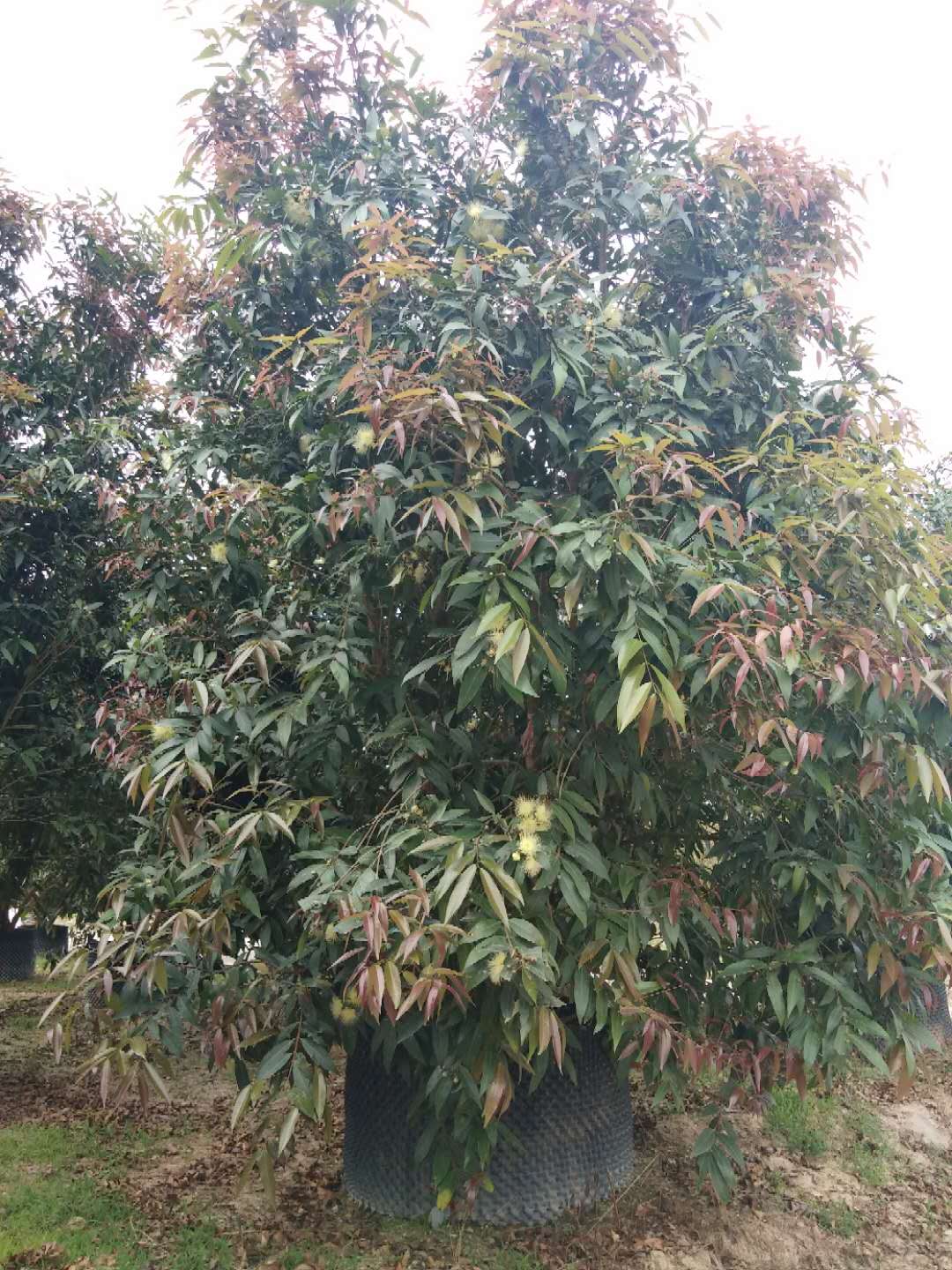 福建水葡萄供應(yīng)批發(fā)報(bào)價(jià)現(xiàn)貨咨詢電話