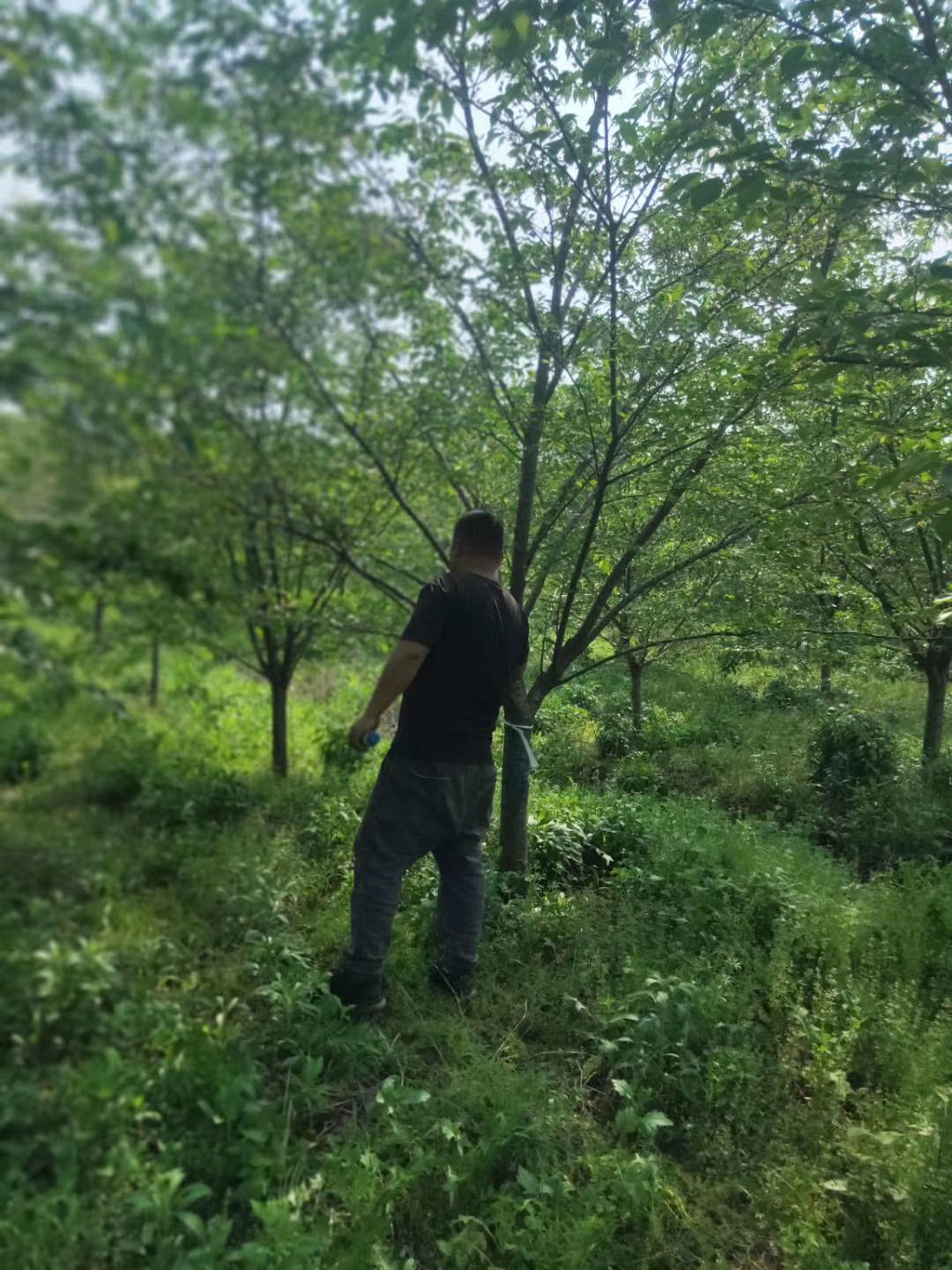 徐州12公分染井吉野種植基地直銷批發(fā)銷售報(bào)價