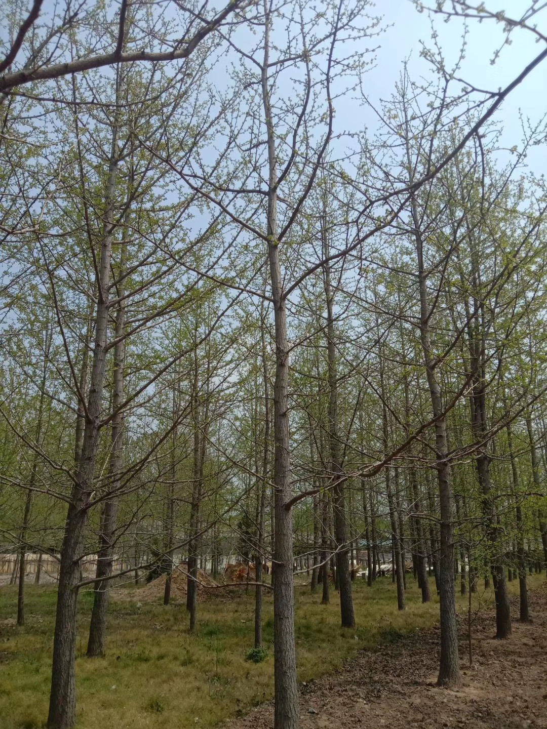 邳州占地銀杏樹基地-大量供應(yīng)2-35公分銀杏樹價格-批發(fā)-直銷報價【恒豐銀杏苗木合作社】