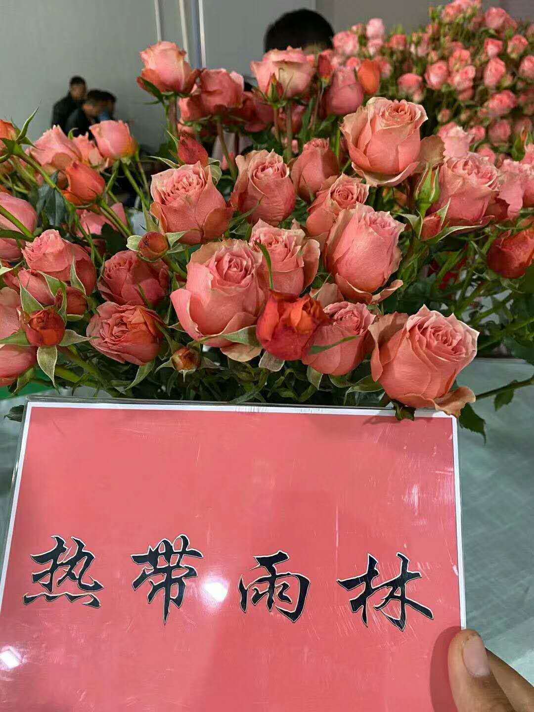 熱帶雨林玫瑰苗供應(yīng)商 熱帶雨林玫瑰苗價格 云南熱帶雨林玫瑰苗