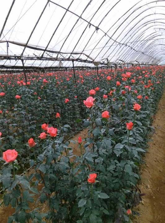俏玲瓏玫瑰花哪家便宜 俏玲瓏玫瑰花報(bào)價(jià) 云南俏玲瓏玫瑰花