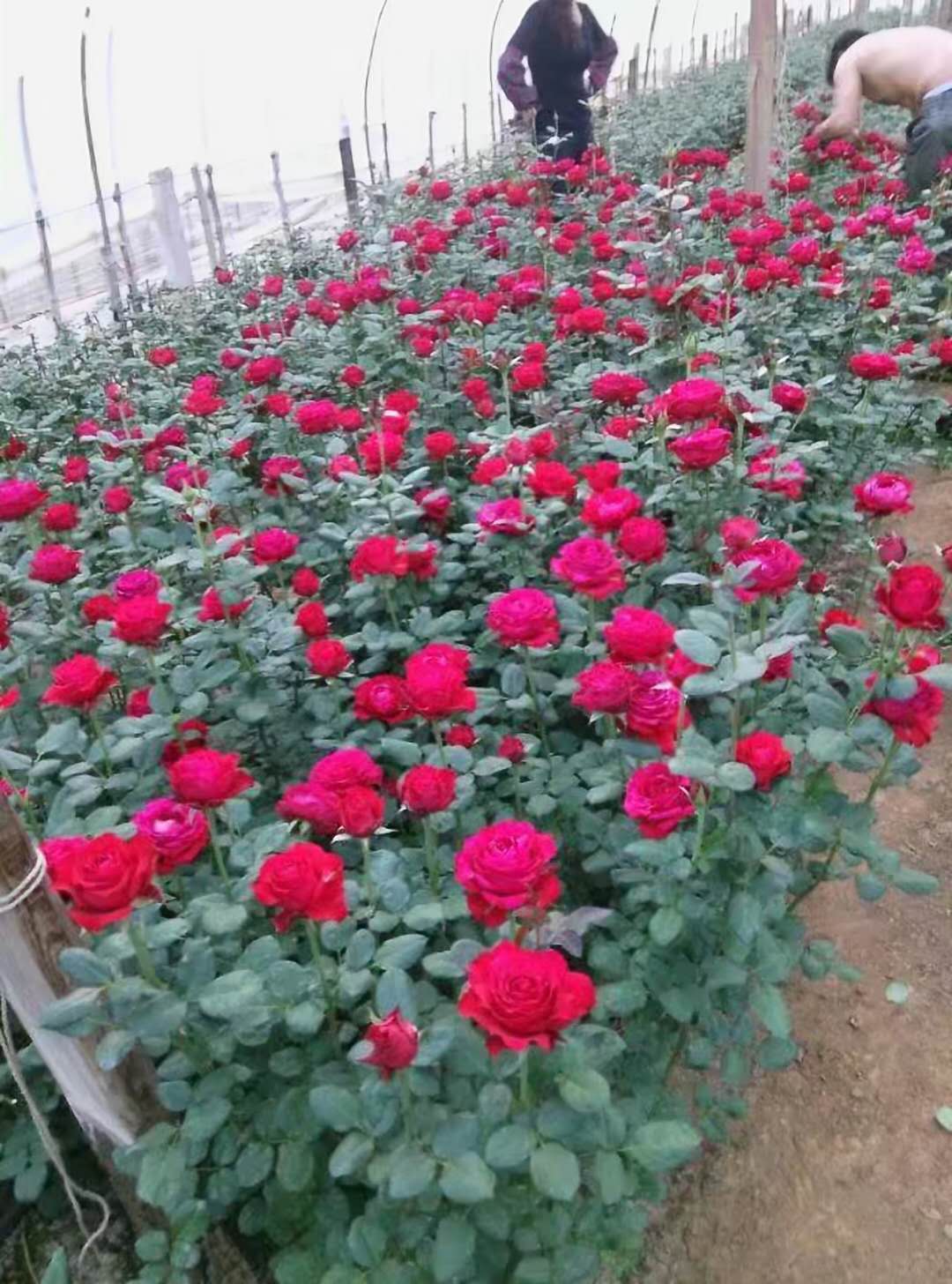 發(fā)蘭西玫瑰苗報價  發(fā)蘭西玫瑰苗供應商 云南發(fā)蘭西玫瑰苗