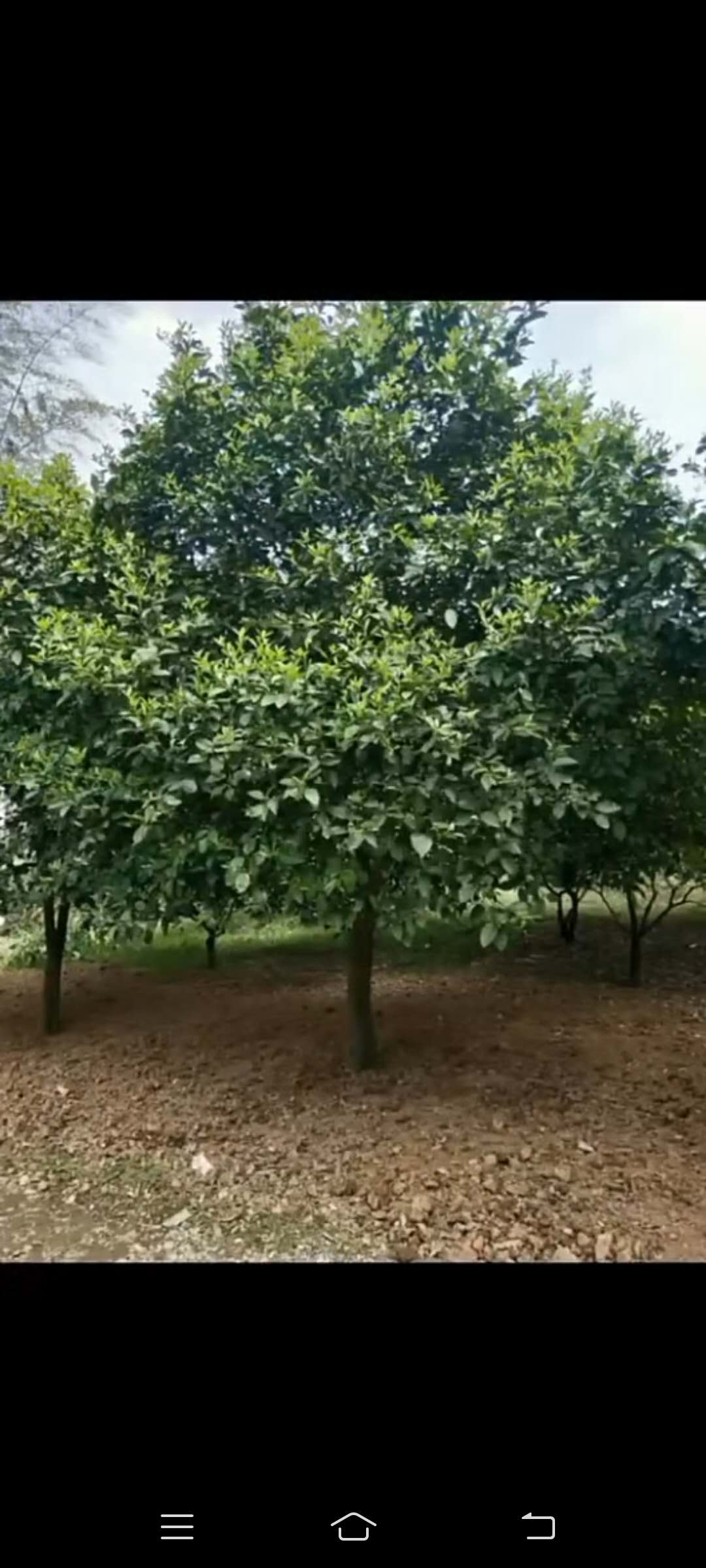 益陽(yáng)市香泡樹(shù)種植基地批發(fā)訂購(gòu)（湖南益盛苗木合作社）