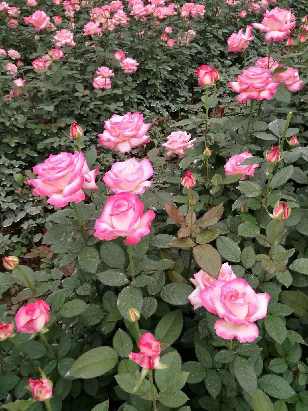 高原紅玫瑰花廠家 高原紅玫瑰花哪家好 云南高原紅玫瑰花