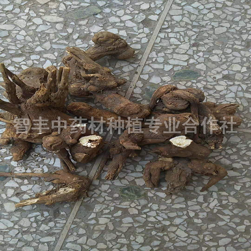 德陽(yáng)白術(shù)種子、白術(shù)種苗哪里便宜【智豐中藥材種植專業(yè)合作社】
